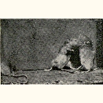 picture thumbnail