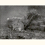 picture thumbnail