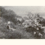 picture thumbnail