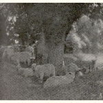 picture thumbnail
