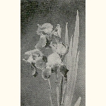 picture thumbnail