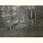 picture thumbnail