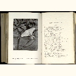 catalogue thumbnail